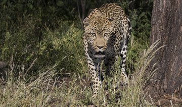 Toddler eaten by leopard in Uganda’s national park