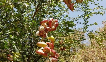 Red almonds decorate Wadi al Dawassir farms
