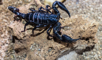 Black scorpion smuggling in Afghanistan is big business