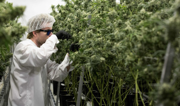 Canada to announce marijuana legalization date soon