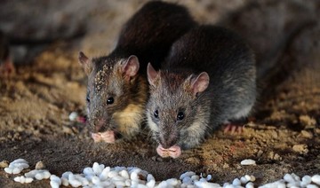 Rats break into ATM, munch through $18,000 in cash