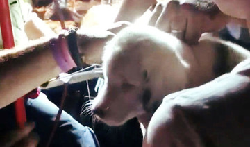 Crews rescue deaf puppy stuck in hole in Alabama