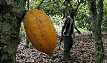 Ivory Coast studies first cocoa-fired power station