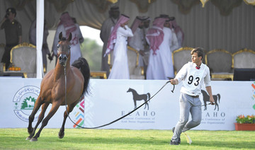 Souq Okaz: Arabian horses  turn heads at beauty contest 