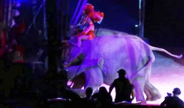 Elephant in German circus pushes another elephant into crowd