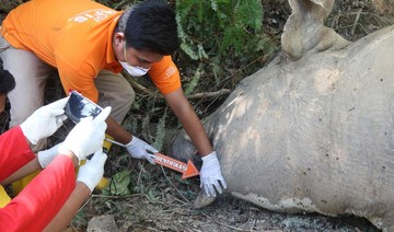 Sumatran elephant ‘poisoned’ in Indonesia palm plantation