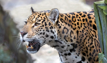 Eighth animal dies after jaguar escapes Audubon Zoo habitat