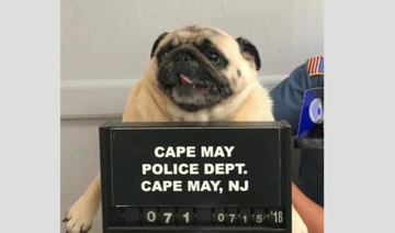 US police post mugshot of lost dog, bail paid in cookies