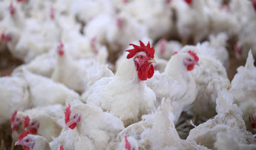 Morocco agrees to accept US poultry