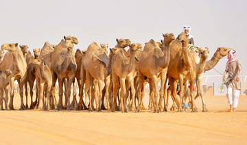 Government keen to promote camel racing in Saudi Arabia