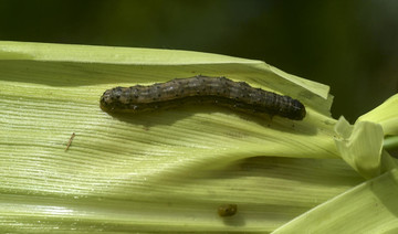 Crop-destroying Armyworm caterpillar detected in Asia
