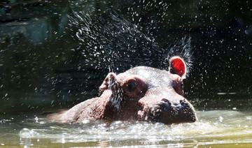 Hippo kills Taiwan tourist visiting Kenyan lake