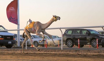 Camel racing: An Arabian sport loved by the region’s people
