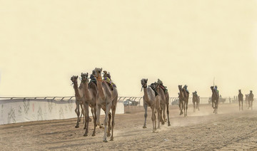 Taif camel festival returns at full gallop 