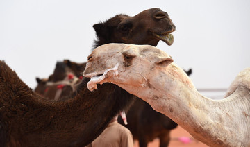 Saudi university discovers genetic characteristics of Arabian camels