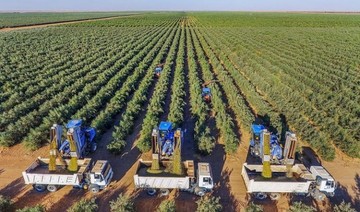 Saudi environment ministry completes olive project