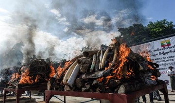 Myanmar torches $1.3 million of illegal wildlife parts