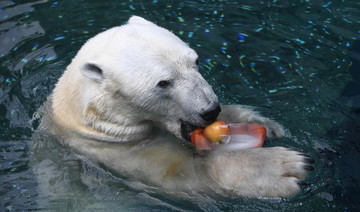 S. Korea’s last polar bear dies ahead of British retirement