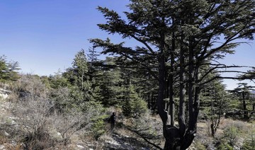 In Lebanon, climate change devours ancient cedar trees