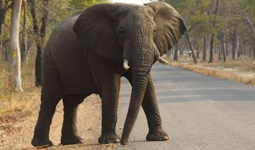 After car hits Thai elephant, animal kills driver