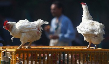 Iran reports H5N8 bird flu in backyard poultry — OIE