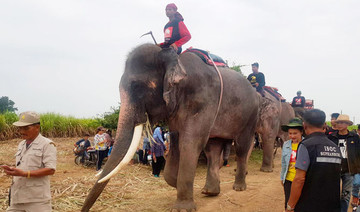 Elephants join search in Thailand for missing 2-year-old boy