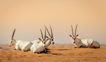 How the Arabian oryx was brought back from extinction