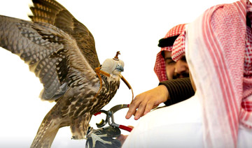 Kingdom’s biggest falconry festival ready to spread its wings