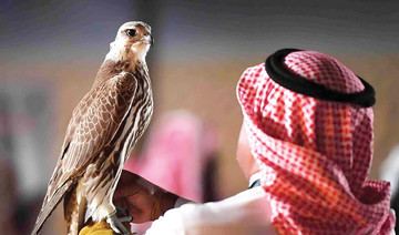 Falconry festival puts old Saudi tradition under spotlight