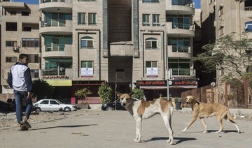 In Egypt, stray dogs pose growing urban challenge
