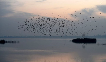 Anadolu Agency: Pakistan: Migratory birds find new destination