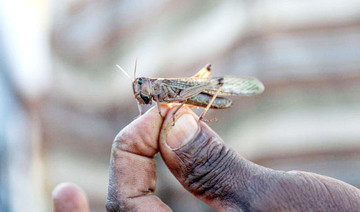 UN warns of locust surge on both sides of Red Sea