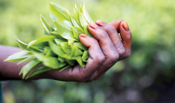 The East African: Kenya tea exporters benefit from India, Pakistan hostility