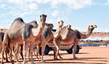Saudi Arabia to head world’s first camel organization