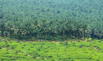 Indonesia  threatens retaliation over EU palm oil  ‘intimidation’