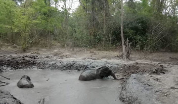 Stranded baby elephants rescued by Thai rangers