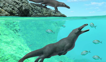 Four-legged prehistoric whale fossil found in Peru