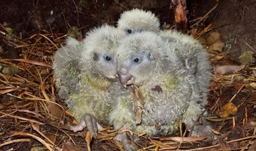 Kakapow! Rare world’s fattest parrot has record breeding season