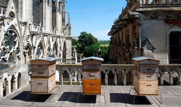 Drunk on smoke: Notre Dame’s bees survive cathedral blaze