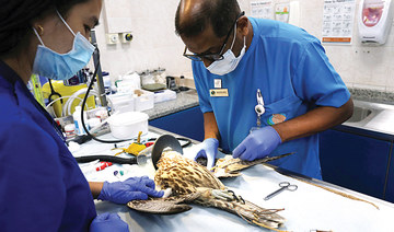 World’s largest falcon hospital cares for UAE’s heritage