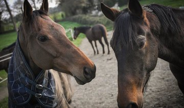 Modern breeding reduced horse diversity within centuries: study
