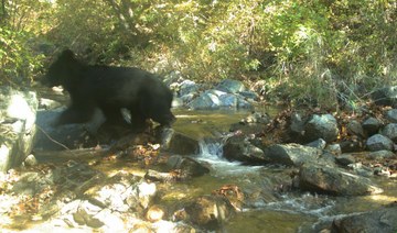 Rare Asian black bear spotted in Korean DMZ