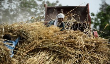 Egypt buys 2.7 millon tons of local wheat so far this season