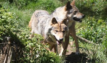 France to step up wolf culls as population surges