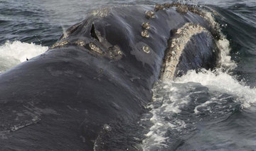 First ‘song’ recorded from rare, lovelorn, right whale off Alaska