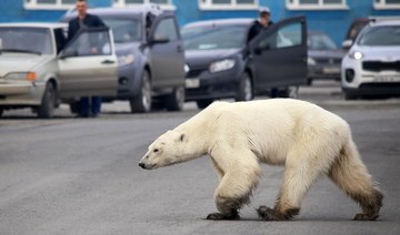 Russians capture hungry polar bear roaming Arctic city