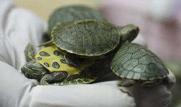 Malaysia seizes drugs, turtles from Indian nationals