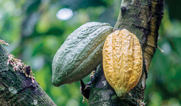 Ghana farmers sweet on cocoa minimum price drive