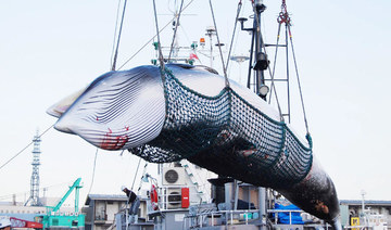 Whaling ships set sail as Japan resumes commercial hunts