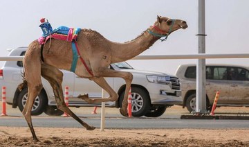 Prizes worth up to SAR52 million on offer at second Crown Prince Camel festival